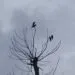 Petit oiseau posรฉ sur une branche sรจche dรฉgagรฉe.