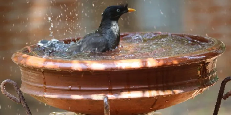 oiseaux du jardin près d’un point d’eau propre pendant les fortes chaleurs