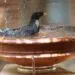 oiseaux du jardin prรจs dโun point dโeau propre pendant les fortes chaleurs