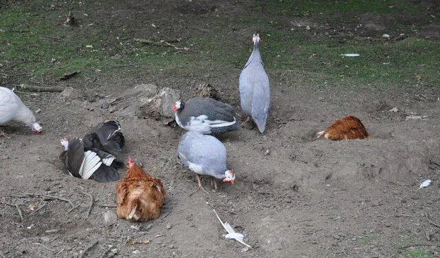 Plusieurs petits oiseaux se roulent dans une zone de terre sèche et poussiéreuse.