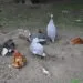 Plusieurs petits oiseaux se roulent dans une zone de terre sรจche et poussiรฉreuse.