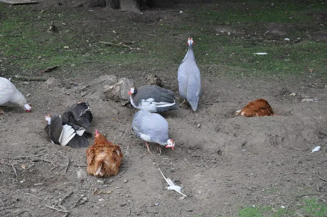 Plusieurs petits oiseaux se roulent dans une zone de terre sรจche et poussiรฉreuse.