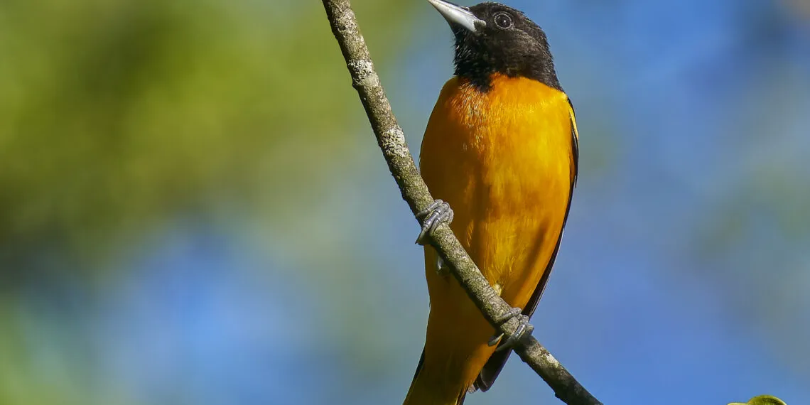 Oriole de Baltimore au plumage orange et noir posé sur une branche