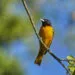 Oriole de Baltimore au plumage orange et noir posรฉ sur une branche