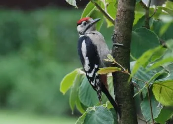 Jeune pic épeiche observé au jardin sur un support naturel