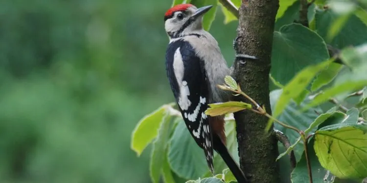 Jeune pic épeiche observé au jardin sur un support naturel