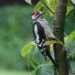 Jeune pic รฉpeiche observรฉ au jardin sur un support naturel