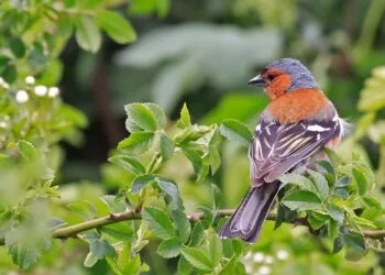 Pinson des arbres posé sur un support naturel dans un environnement de jardin.