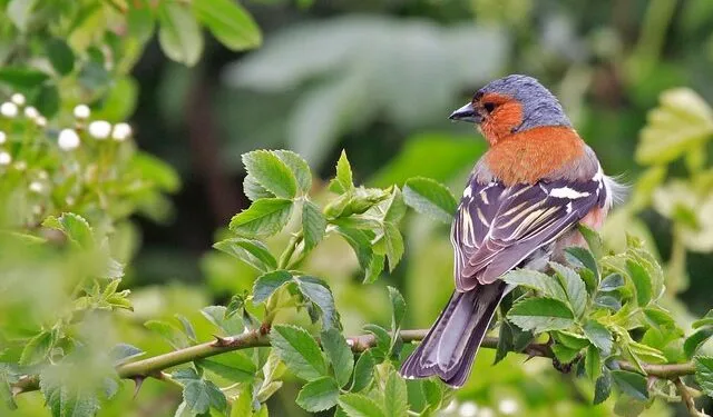 Pinson des arbres posé sur un support naturel dans un environnement de jardin.