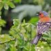 Pinson des arbres posรฉ sur un support naturel dans un environnement de jardin.