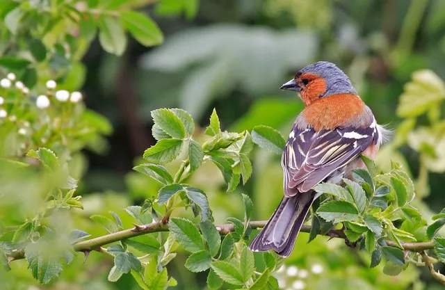 Pinson des arbres posé sur un support naturel dans un environnement de jardin.