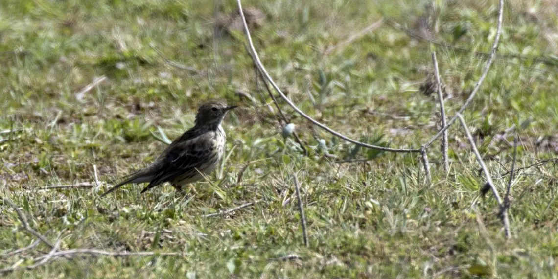 pipit farlouse en milieu ouvert - image paysage pour Universoiseaux