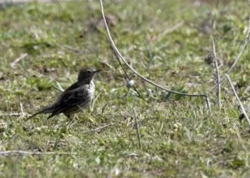 pipit farlouse en milieu ouvert - image paysage pour Universoiseaux