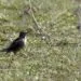 pipit farlouse en milieu ouvert - image paysage pour Universoiseaux
