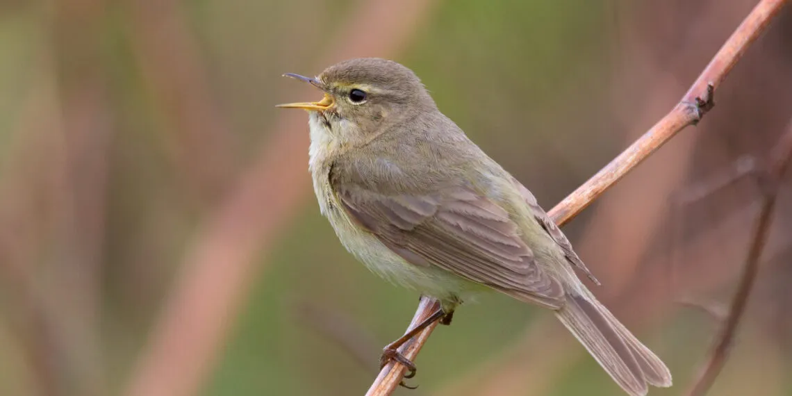Pouillot véloce (Phylloscopus collybita) dans son habitat naturel