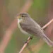 Pouillot vรฉloce (Phylloscopus collybita) dans son habitat naturel