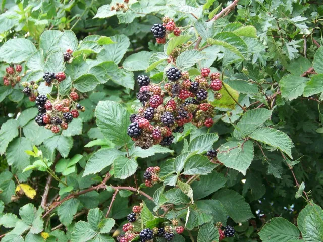 Rameaux de ronce portant des feuilles vertes et des mรปres sombres dans une haie naturelle.