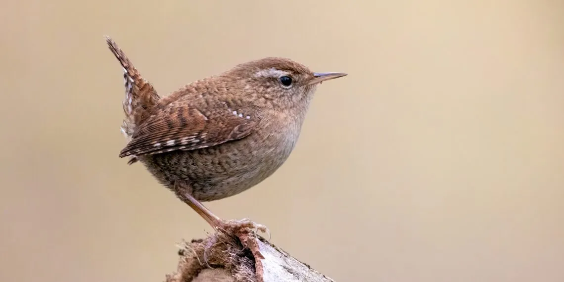 Troglodyte mignon (Troglodytes troglodytes) dans son habitat naturel