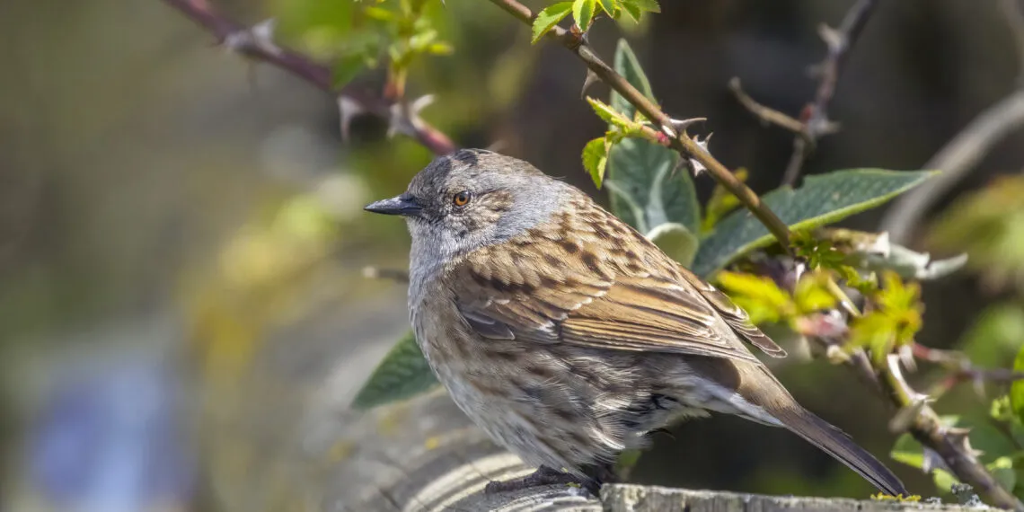 Accenteur mouchet posé sur une branche, plumage brun strié et tête grisâtre visibles.