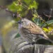 Accenteur mouchet posรฉ sur une branche, plumage brun striรฉ et tรชte grisรขtre visibles.