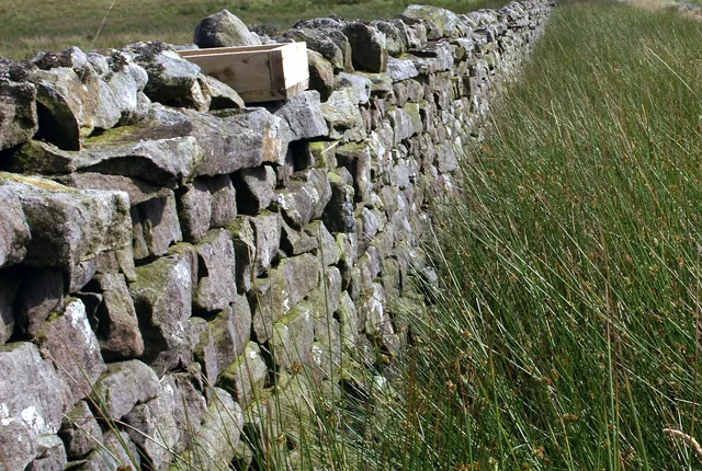Boîte à grit en bois posée dans une lande, destinée à fournir de petits graviers aux oiseaux.
