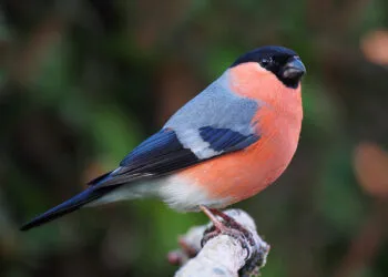 Bouvreuil pivoine mรขle au plumage rouge rosรฉ posรฉ sur une branche.