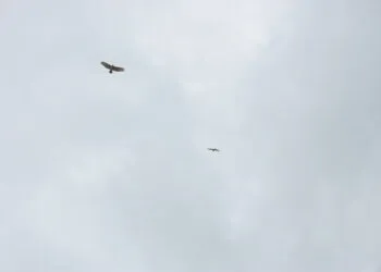 Deux rapaces sombres planent haut dans le ciel en dรฉcrivant de larges cercles.