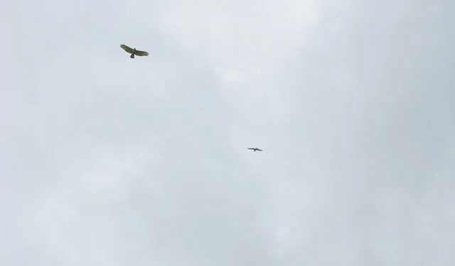 Deux rapaces sombres planent haut dans le ciel en décrivant de larges cercles.
