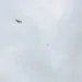 Deux rapaces sombres planent haut dans le ciel en dรฉcrivant de larges cercles.