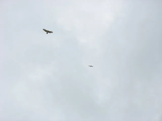 Deux rapaces sombres planent haut dans le ciel en décrivant de larges cercles.