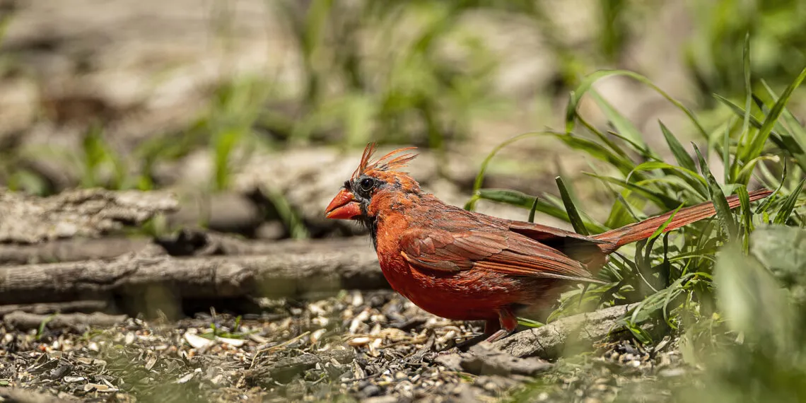 Cardinal rouge avec des zones de plumage clairsemรฉ visibles pendant la mue.