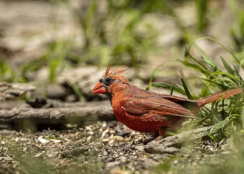 Cardinal rouge avec des zones de plumage clairsemรฉ visibles pendant la mue.