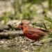 Cardinal rouge avec des zones de plumage clairsemรฉ visibles pendant la mue.