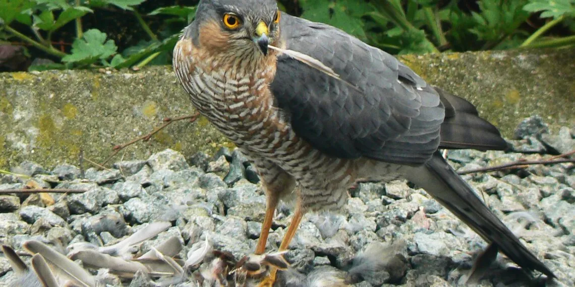 Épervier tenant une proie au sol dans un environnement naturel.