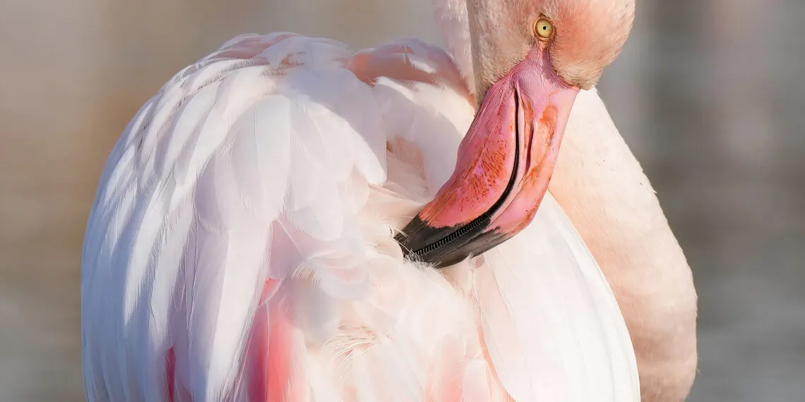 Flamant rose courbé en train de lisser les plumes de son corps avec son bec.