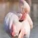 Flamant rose courbรฉ en train de lisser les plumes de son corps avec son bec.