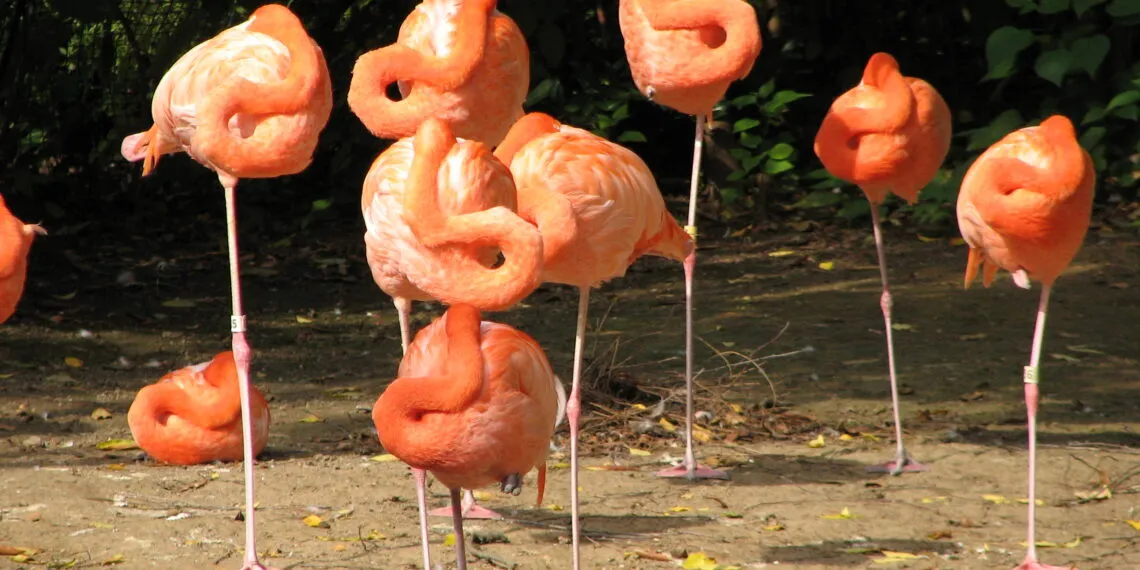 Flamants roses regroupés au repos, plusieurs avec une patte repliée.