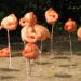 Flamants roses regroupés au repos, plusieurs avec une patte repliée.
