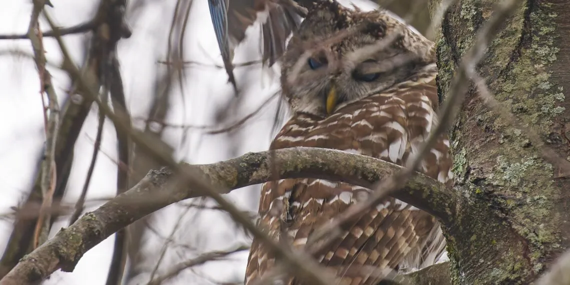 Geai bleu près d’une chouette rayée perchée dans un arbre pendant une scène de harcèlement.