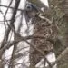 Geai bleu près d’une chouette rayée perchée dans un arbre pendant une scène de harcèlement.