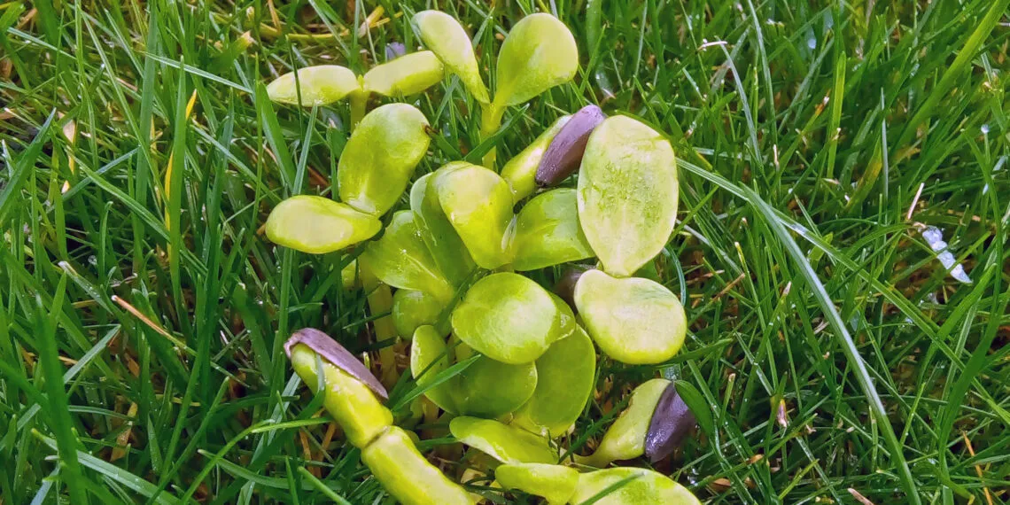 Graines de tournesol germées avec de jeunes pousses vertes sortant des coques.