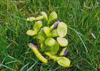 Graines de tournesol germรฉes avec de jeunes pousses vertes sortant des coques.