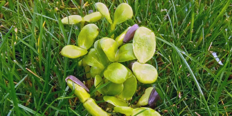 Graines de tournesol germées avec de jeunes pousses vertes sortant des coques.