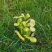 Graines de tournesol germรฉes avec de jeunes pousses vertes sortant des coques.