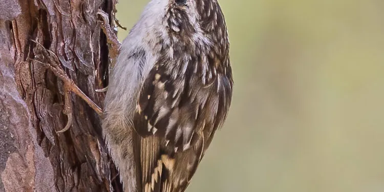 Grimpereau des jardins brun et strié accroché verticalement sur un tronc.