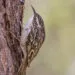 Grimpereau des jardins brun et strié accroché verticalement sur un tronc.
