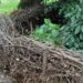 Haie sรจche composรฉe de branches empilรฉes entre des piquets dans un jardin.