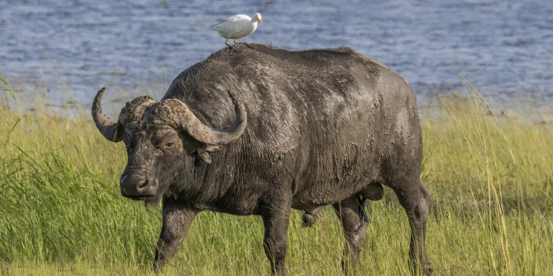 Hรฉron garde-bลufs blanc debout prรจs dโun grand herbivore dans une zone herbeuse.