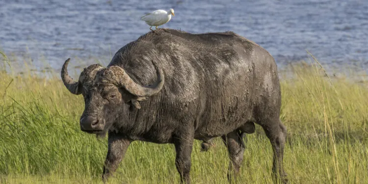 Héron garde-bœufs blanc debout près d’un grand herbivore dans une zone herbeuse.