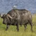 Héron garde-bœufs blanc debout près d’un grand herbivore dans une zone herbeuse.
